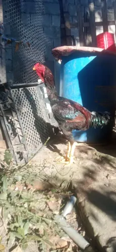 Vendo galinhas índio gigante