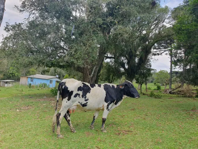 VACA GIROLANDO COM BEZERRA