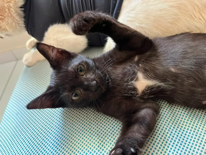 Uma gatinha preta