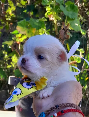 chihuahua pelo longo, linhagem russa, excelente padrao da raça.