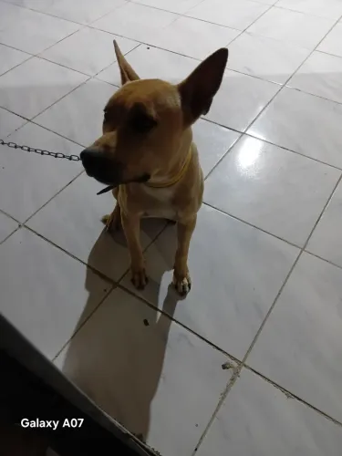 Pitbul 10 meses