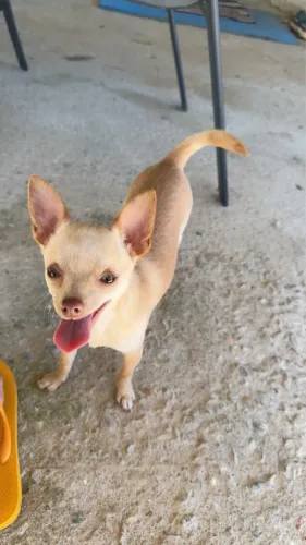 Chihuahua macho 8 meses lindo