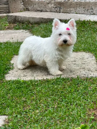 West Terrier | Conheça nossa Estrutura