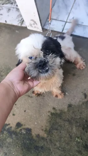 Cachorro