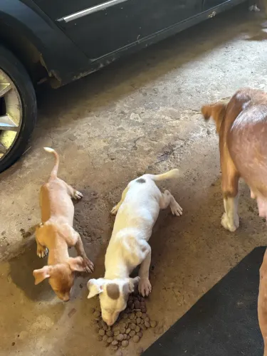 Vende-se filhote de pitbul misturado