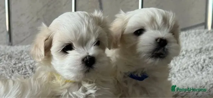 Cachorro filhote Maltês com excelente linhagem e estrutura
