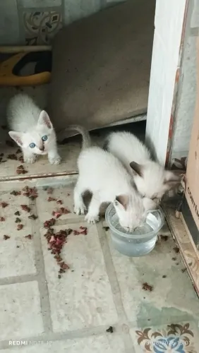 Doação de gatinhos