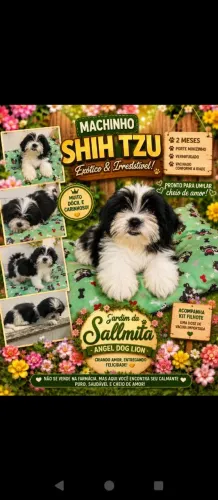 Lê a descrição do anúncio: filhote de shorkie