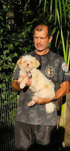 Shih-tzu 5 meses - Olhos Âmbar- RARO