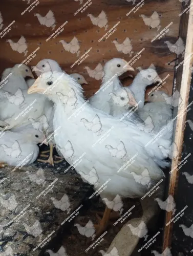 Pintinhos Novogen Tinted