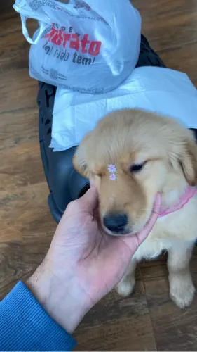 Goldens 