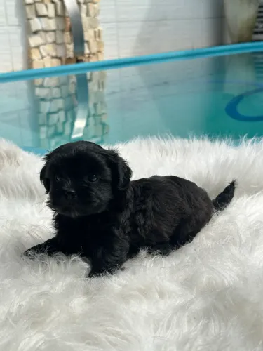 Filhotes machos de lhasa apso