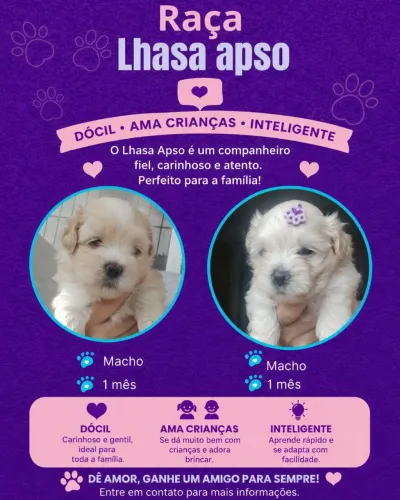 Vendo filhotes de Lhasa Apso