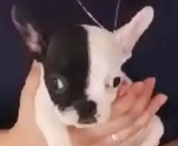 Bulldog frances forte, amoroso e cheio de personalidade