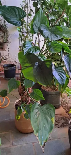 Planta coração de boi
