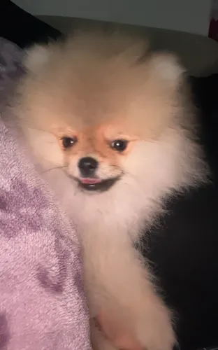 Lulu da pomerania