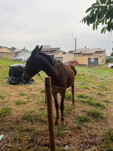 Mula a venda, mula de uns 10 anos, mula mansa, aceito troca 