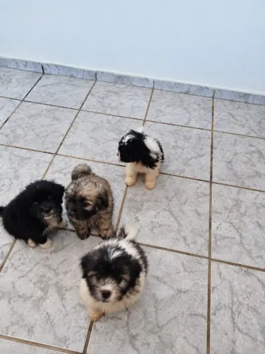 Filhotes de cachorros