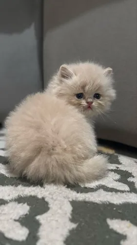 Gatinhos Persa