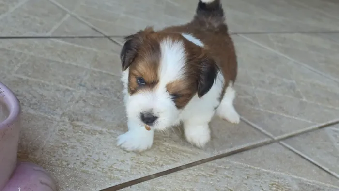 Lhasa Apso