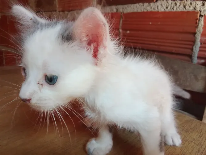 Doação 2 gatinho o branco e macho , e o outro rajada e fêmea