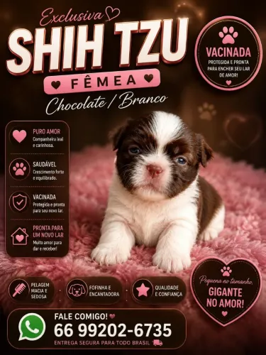 Shih Tzu fêmea
