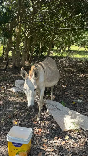 Vendo Jumenta Mistica Prenha de jumento Pêga puro