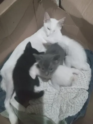 Gatinho para doação