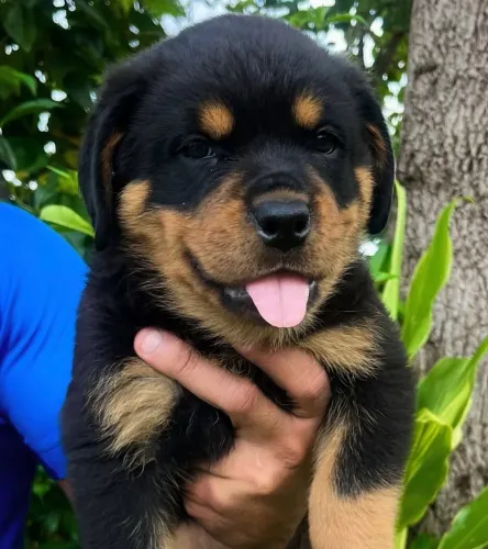 Filhote rottweiler, Seus melhores momentos estão prestes a começar com um novo filhotinho!