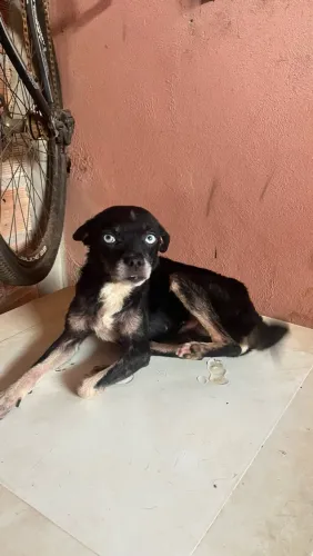 Doação de cachorrinha 