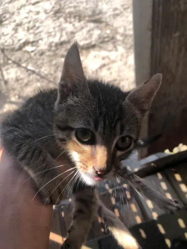 Doação de 2 gatos filhotes 