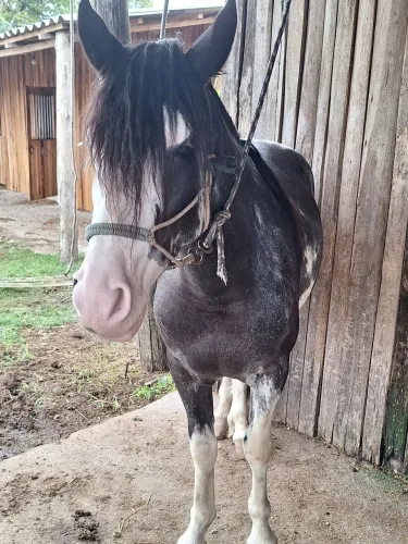 Cavalo oveiro