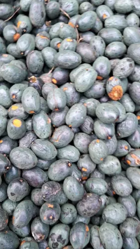 Licuri / Coquinho Verde - Preço Por Kilo (Fruto Fresco)