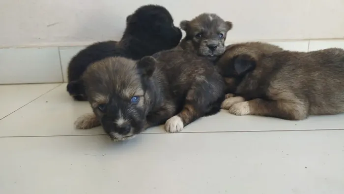 Lindos filhotes a venda