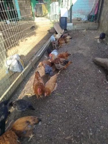 Frangos caipira