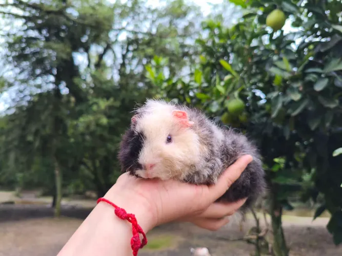Porquinho da índia