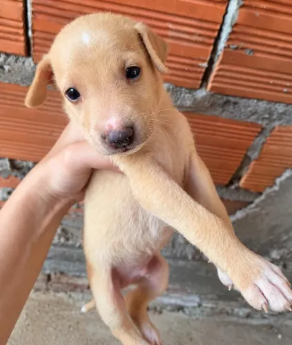 Cachorrinhos doação Faço entrega - vira lata