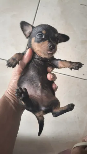 Pincher