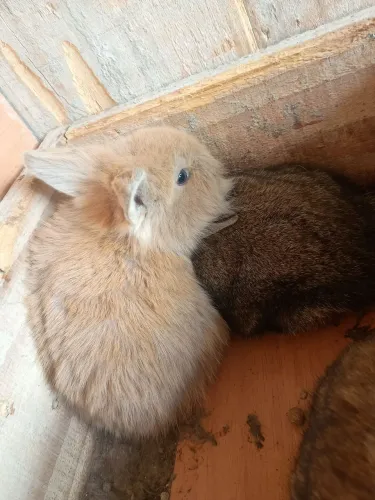 Vendo coelhos 
