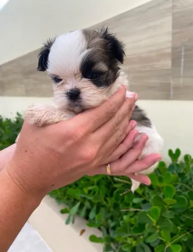 Filhote Shihtzu Puro Cachorro Macho e Fêmea