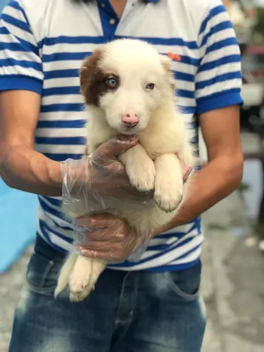 Border Collie Macho Muito Esperto | Pedigree Oficial e Loja Física