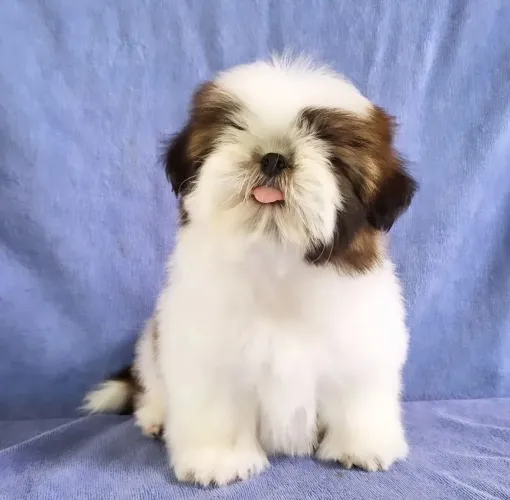 Filhote shih tzu, O amigo mais leal do mundo está pronto para te conhecer!