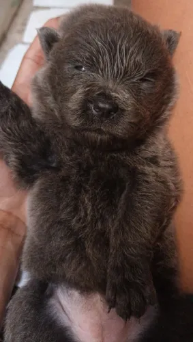Vendo filhote de cachorro chow-chow