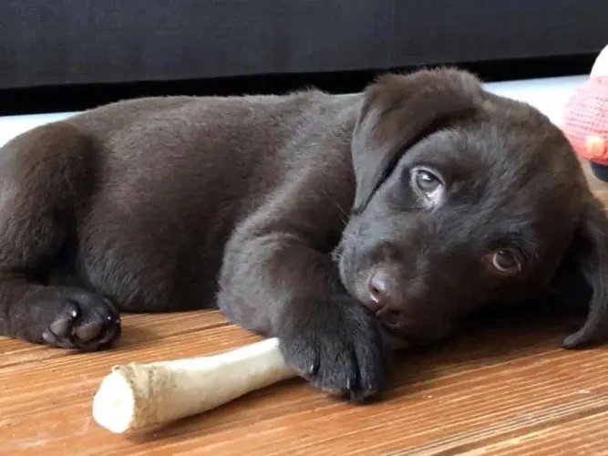 Labrador filhote 