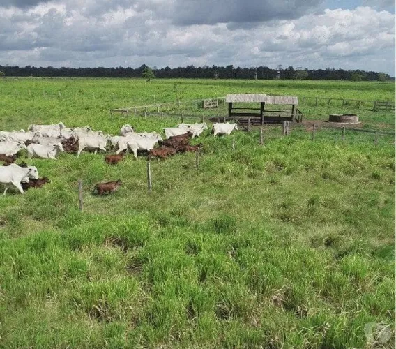 Fazenda 160 alqueires região de Paragominas-PA pronta e documentada R$8 milhões