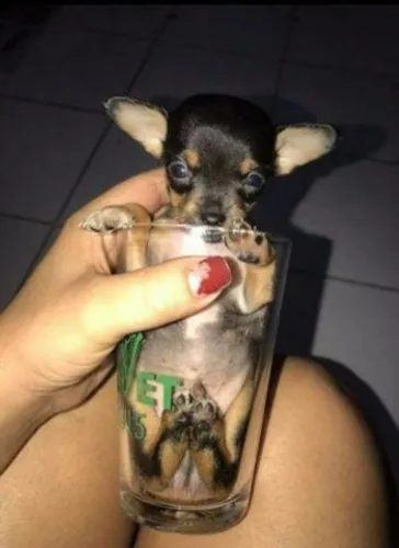 Pra vc levar no bolso, pinscher 0 lindão