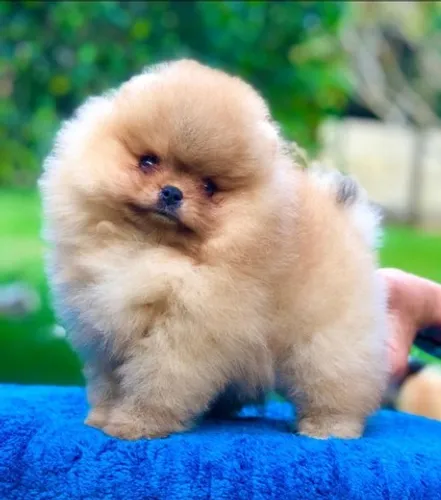 Spitz Alemão/Lulu da Pomerânia,machos castrados cor diversas!Filhotes c/excelente Pedigree