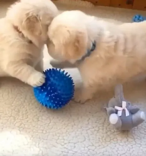 Belíssimos filhotes de Golden retriever linhagem exemplar 