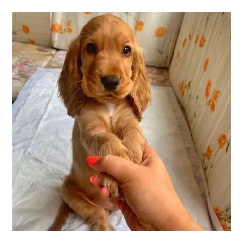 Cocker Spaniel Inglês os mais lindos filhotes