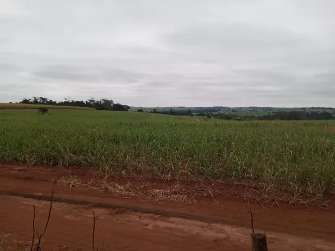 92% de cana em Floreal/SP